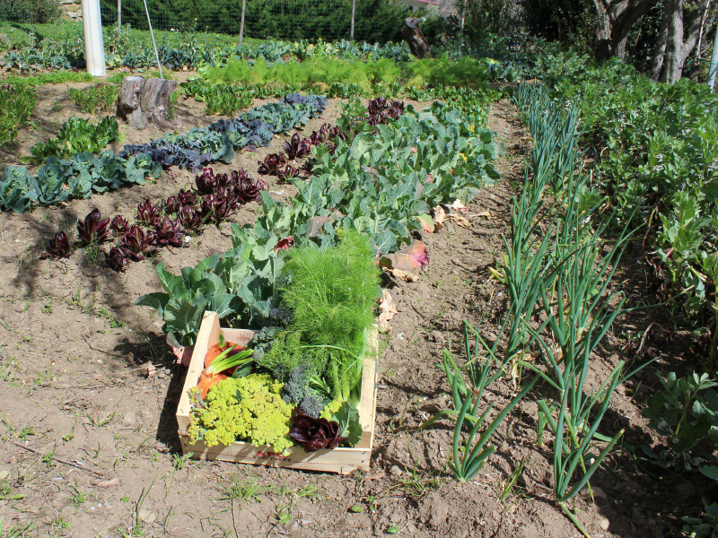 ilariazinzani-yoga-agriturismo-toscana